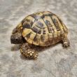 Hermanns : Female approx 8 years old (Flash)